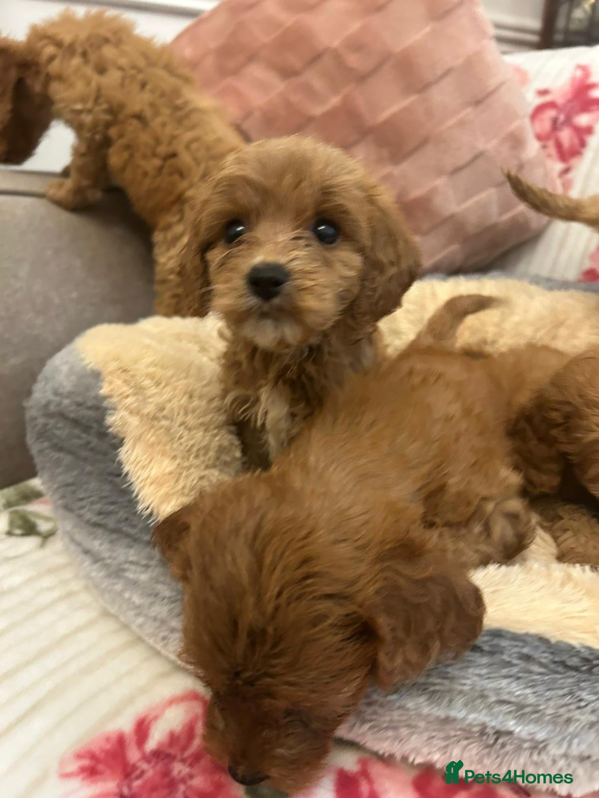 Cockapoo dogs for sale: Adorable cockapoo puppies - Advert 19