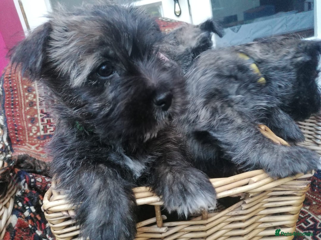 West Highland Terrier dogs for sale: Wairns: Westie/Cairn Pups - Image 3