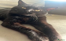 Domestic Shorthair cats for sale: Lovely wee boy Binx - Image 1