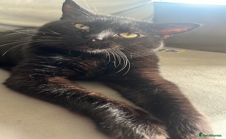 Domestic Shorthair cats - Advert 1