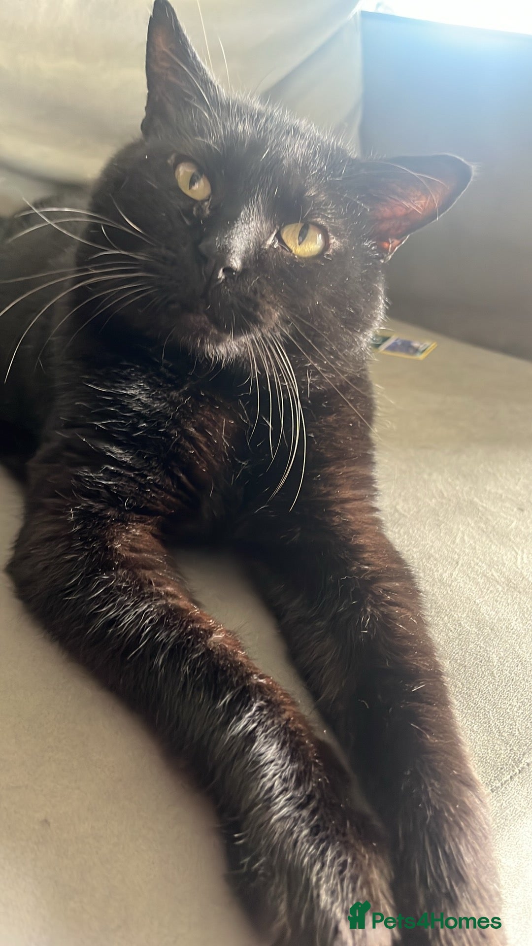 Domestic Shorthair cats for sale: Lovely wee boy Binx - Image 1