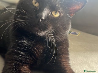 Domestic Shorthair cats - Advert 4
