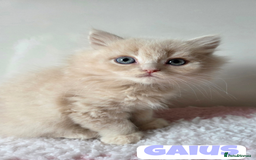 British Shorthair cats for sale: 💙British Longhair Babies, Ready to Leave 🏡 🧡 - Image 3