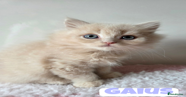 British Shorthair cats - Advert 10