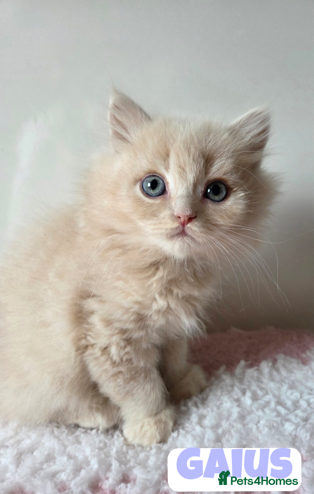 British Shorthair cats for sale: 💙British Longhair Babies, Ready to Leave 🏡 🧡 - Image 3