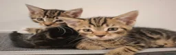 Mixed Breed cats for sale: 2 beautiful kittens left - Advert 15