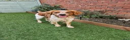 Brittany Spaniel dogs for stud: KC Registered Brittany Spaniel Available for Stud  in Andover - Advert 3