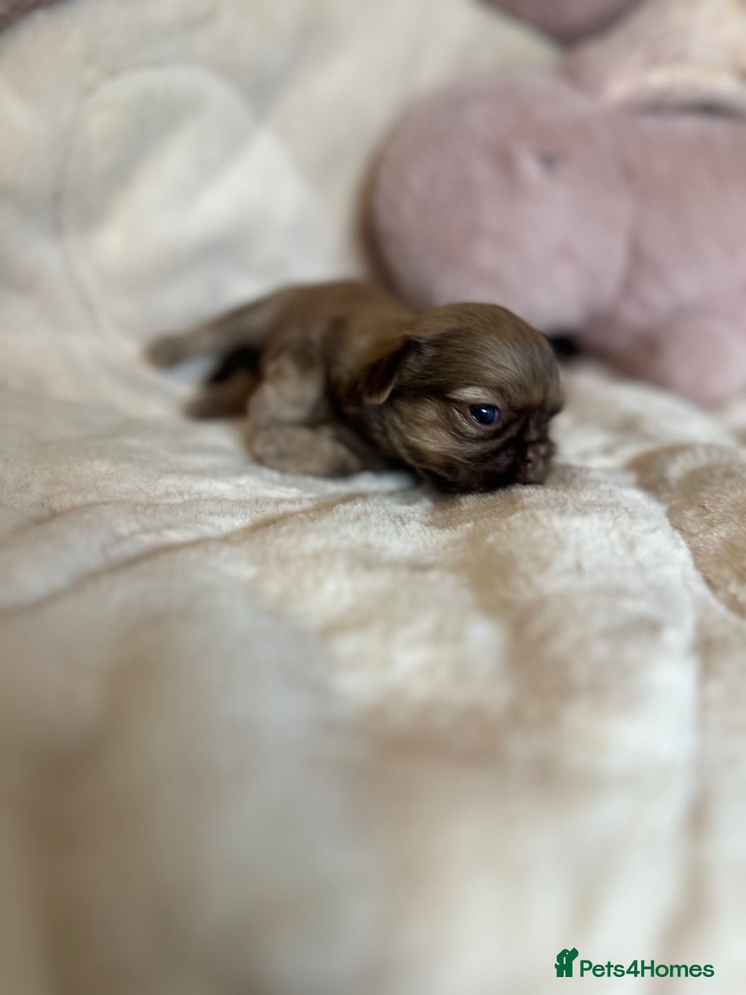 Shih Tzu dogs for sale: Beautiful shihtzu puppies - Image 19