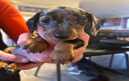 Miniature Dachshund dogs for sale: Miniature Dachshund  - Image 9