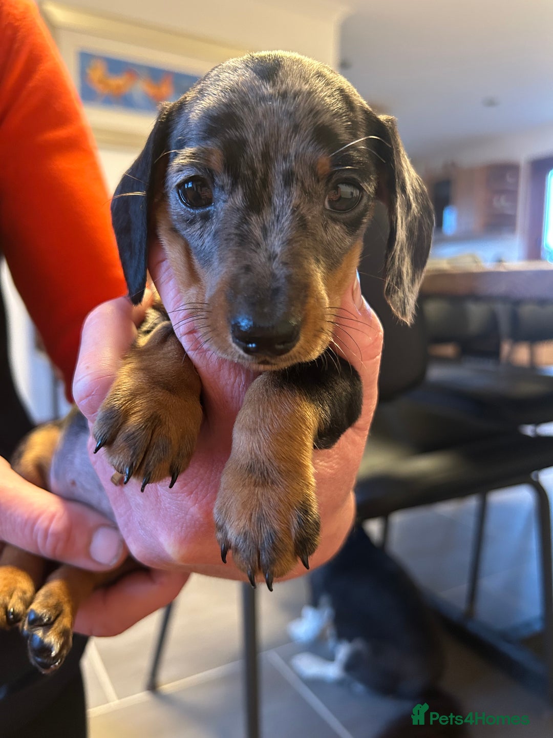 Miniature Dachshund dogs for sale: Miniature Dachshund  - Image 9