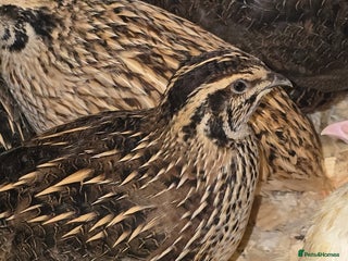 Quail poultry - Advert 1