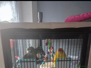 Cockatiels birds 2 Female Kakariki - Advert 10