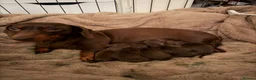 Miniature Dachshund dogs for sale: Mini Dachshund Puppies From Tiny 3.5kg Parents - Advert 3