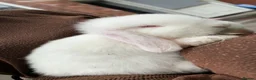 Mini Lop rabbits for sale: mini lop babies  - Advert 8
