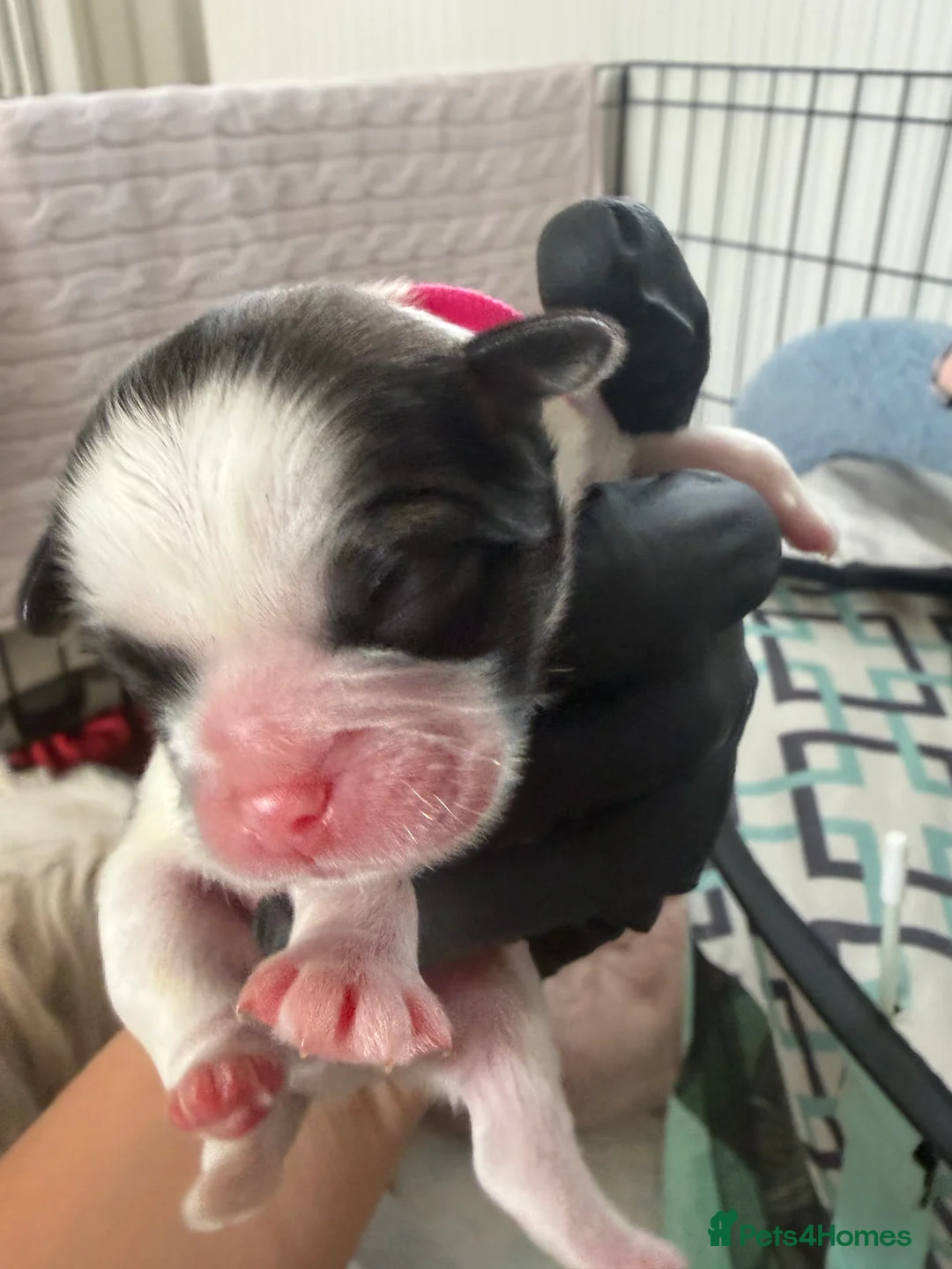Shih Tzu dogs for sale: Beautiful Shih Tzu puppies in Chester - Advert 2