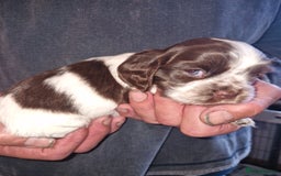 Cockalier dogs for sale: Stunning girls. DNA health tested parents  - Image 14