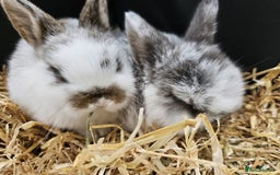 Mini Lop rabbits for sale: 🐰 Mini Lop Bunnies Looking for Forever Homes! 🏡 - Image 7