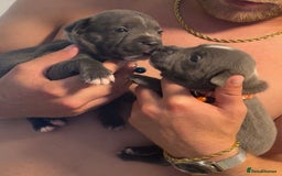 Staffordshire Bull Terrier dogs for sale: Blue staff puppies for sale  - Image 6