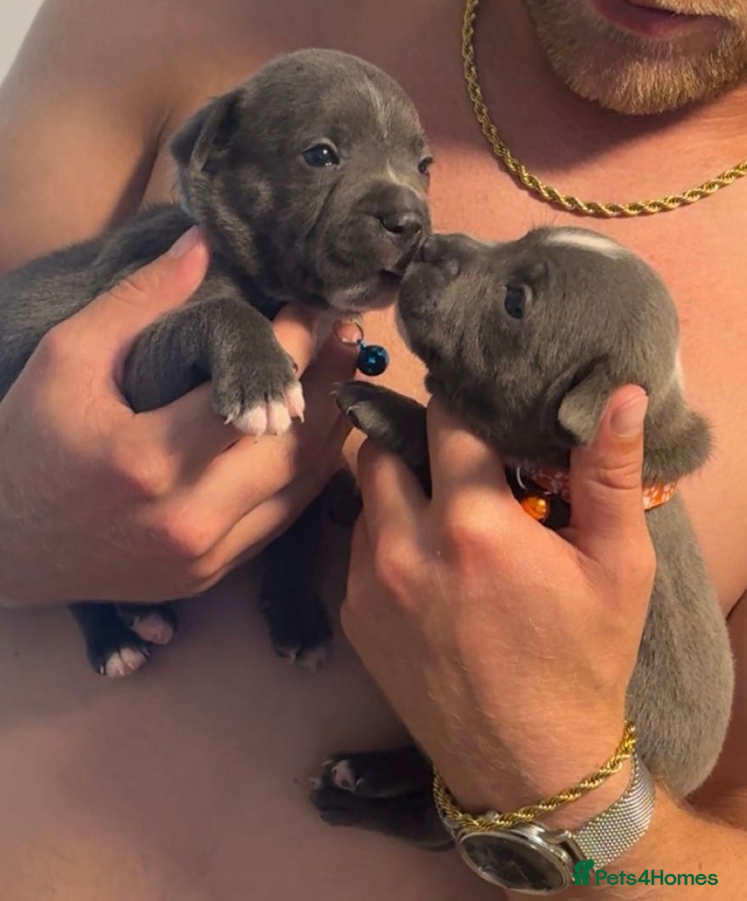 Staffordshire Bull Terrier dogs for sale: Blue staff puppies for sale  - Image 6