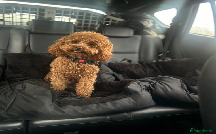 Toy Poodle dogs - Advert 2