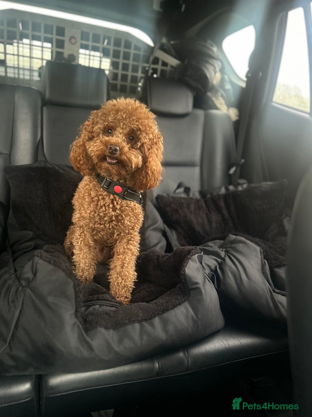 Toy Poodle dogs for stud: Kc health tested fox red Toy poodle for stud  - Advert 1