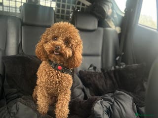 Toy Poodle dogs Kc health tested fox red Toy poodle for stud - Advert 24