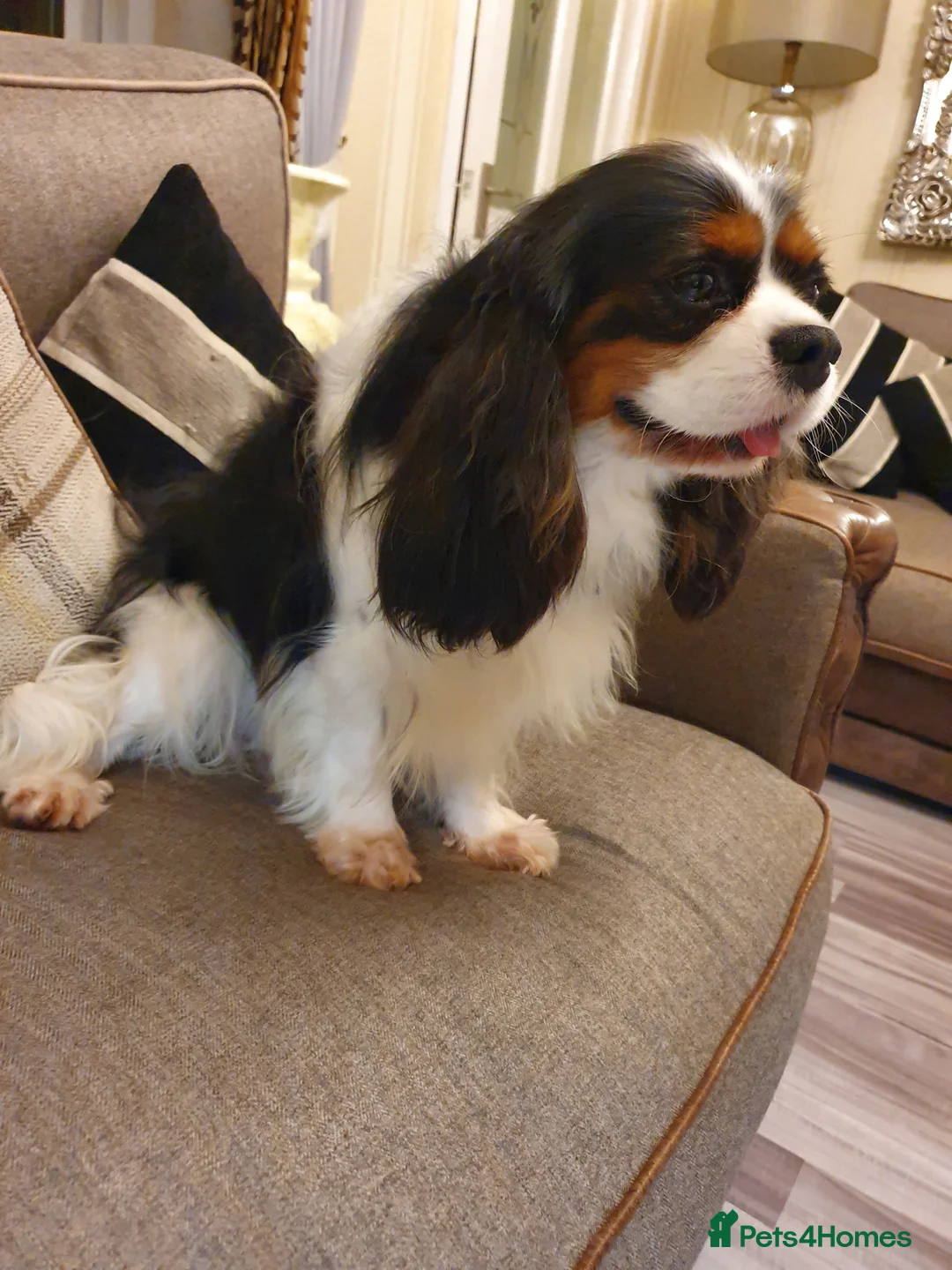 Cavalier King Charles Spaniel dogs for stud: Cavalier king Charles for STUD DNA TESTED in Salford - Advert 7