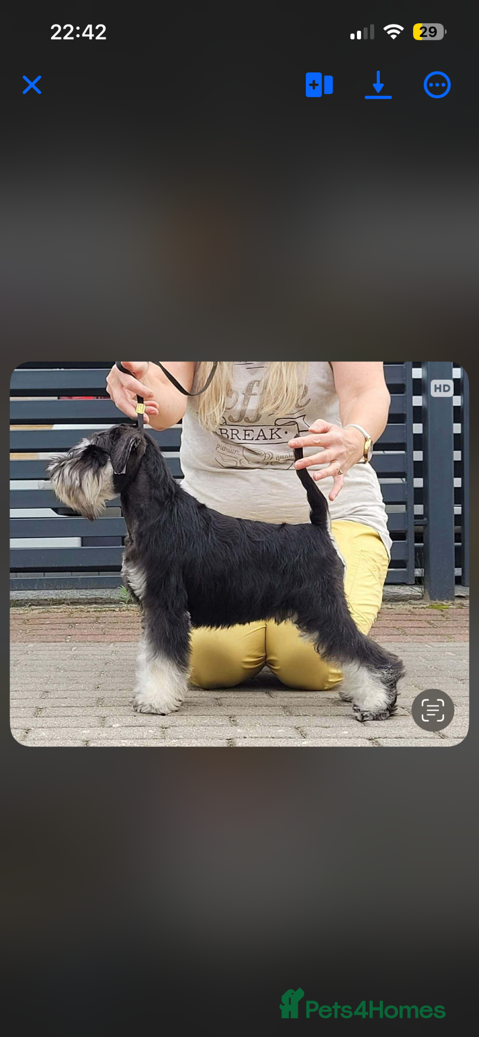 Miniature Schnauzer dogs Miniature schnauzer black and silver  - Advert 17