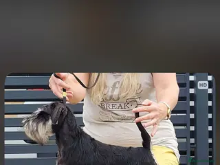 Miniature Schnauzer dogs Miniature schnauzer black and silver - Advert 17