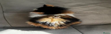 Mixed Breed 1
