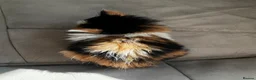 Mixed Breed cats for sale: 2x free female kittens mixed breed - Advert 3