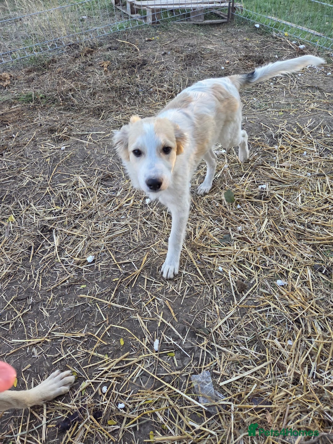 Mixed Breed dogs for adoption: Kira - Sweet, Gentle & Ready for Her Loving Family - Advert 1