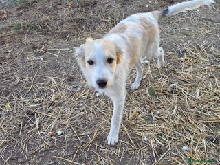 Mixed Breed dogs Kira - Sweet, Gentle & Ready for Her Loving Family - Advert 1