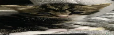 Domestic Shorthair 5