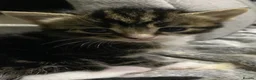 Mixed Breed cats for sale: Beautiful Kittens  in Lanark - Advert 6