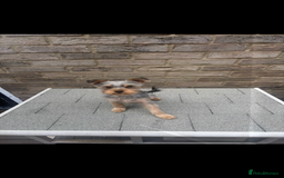 Yorkshire Terrier dogs for sale: Miniature Yorkshire terrier  - Advert 3