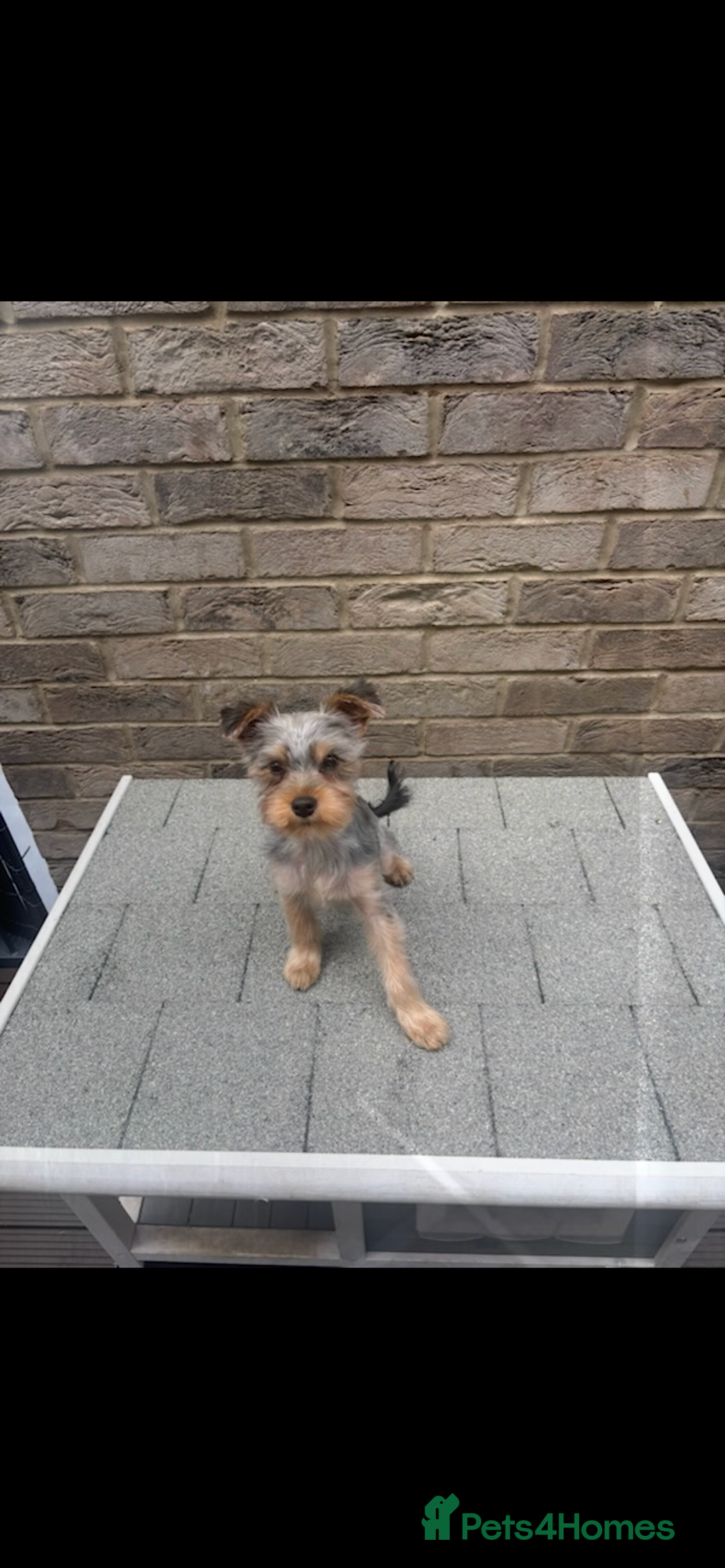 Yorkshire Terrier dogs for sale: Miniature Yorkshire terrier  - Advert 3
