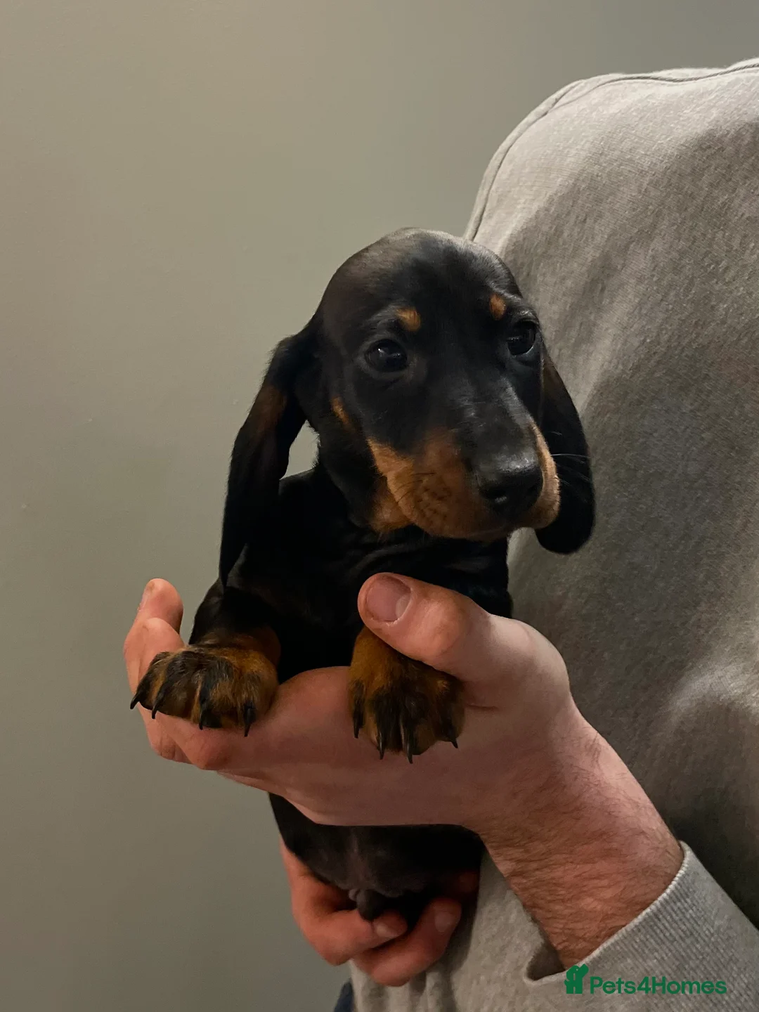 Miniature Dachshund dogs for sale: Miniature dachshund  - Advert 3