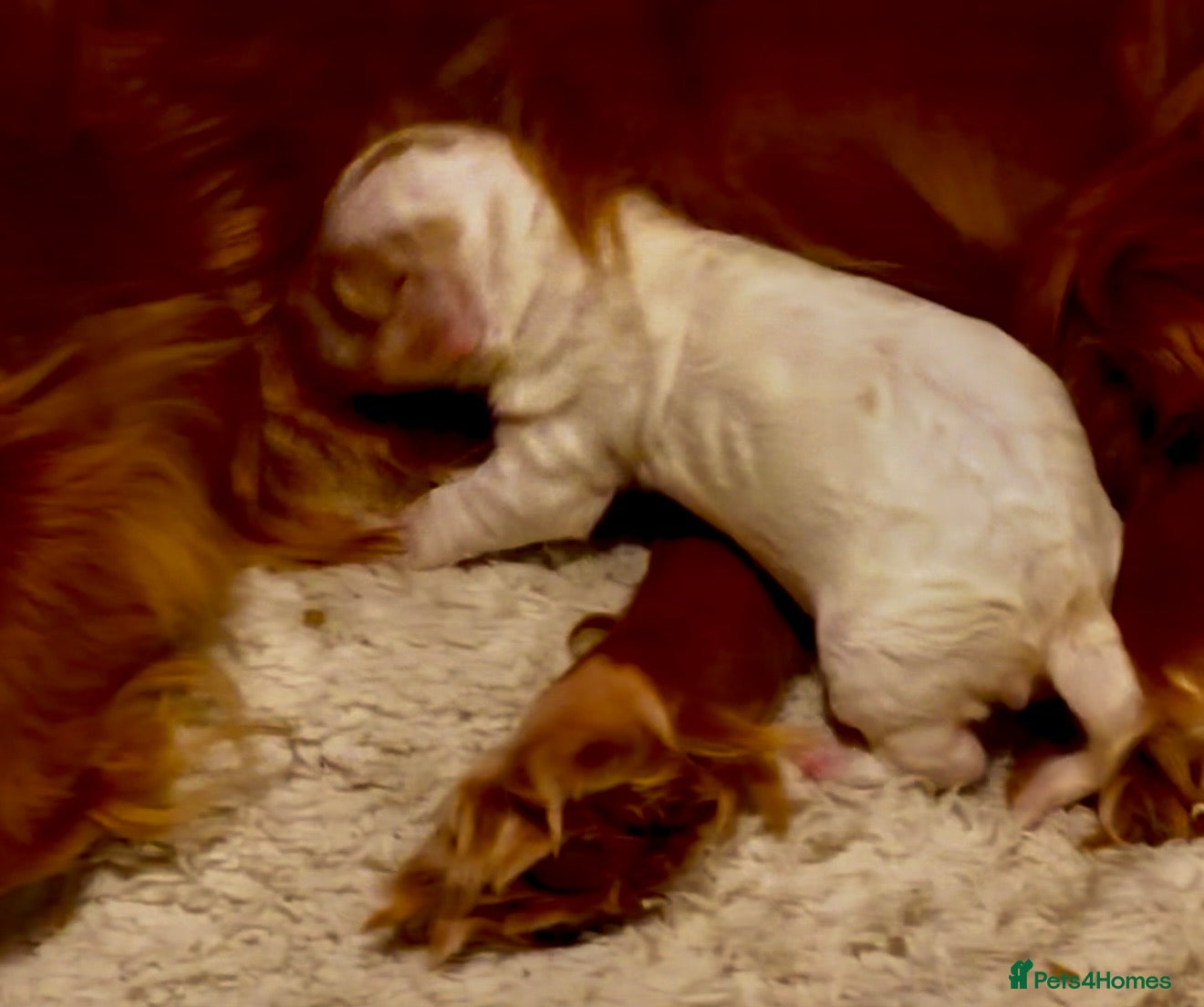 Cockapoo dogs Ready to leave F1 cockapoo - Advert 11