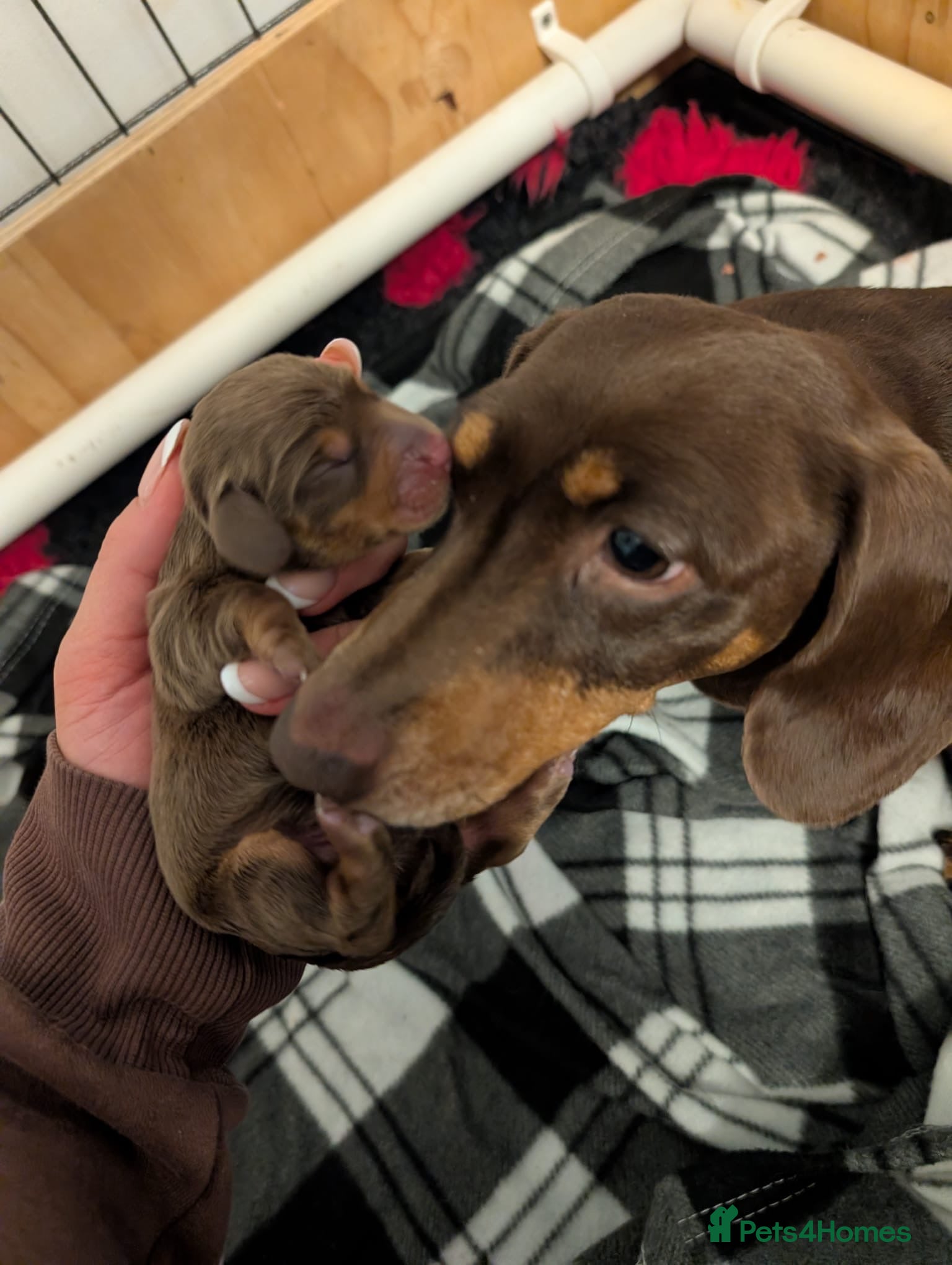 Miniature Dachshund dogs 🐾KC Registered Top Quality Chocolate & Tan boys - Advert 5