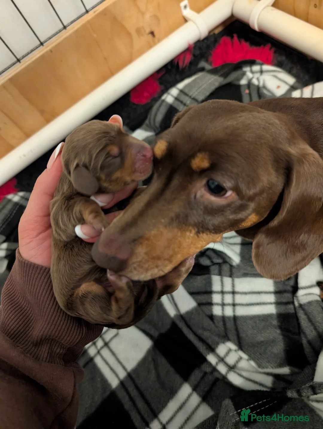 Miniature Dachshund dogs for sale: 🐾KC Registered Top Quality Chocolate & Tan boys - Advert 1