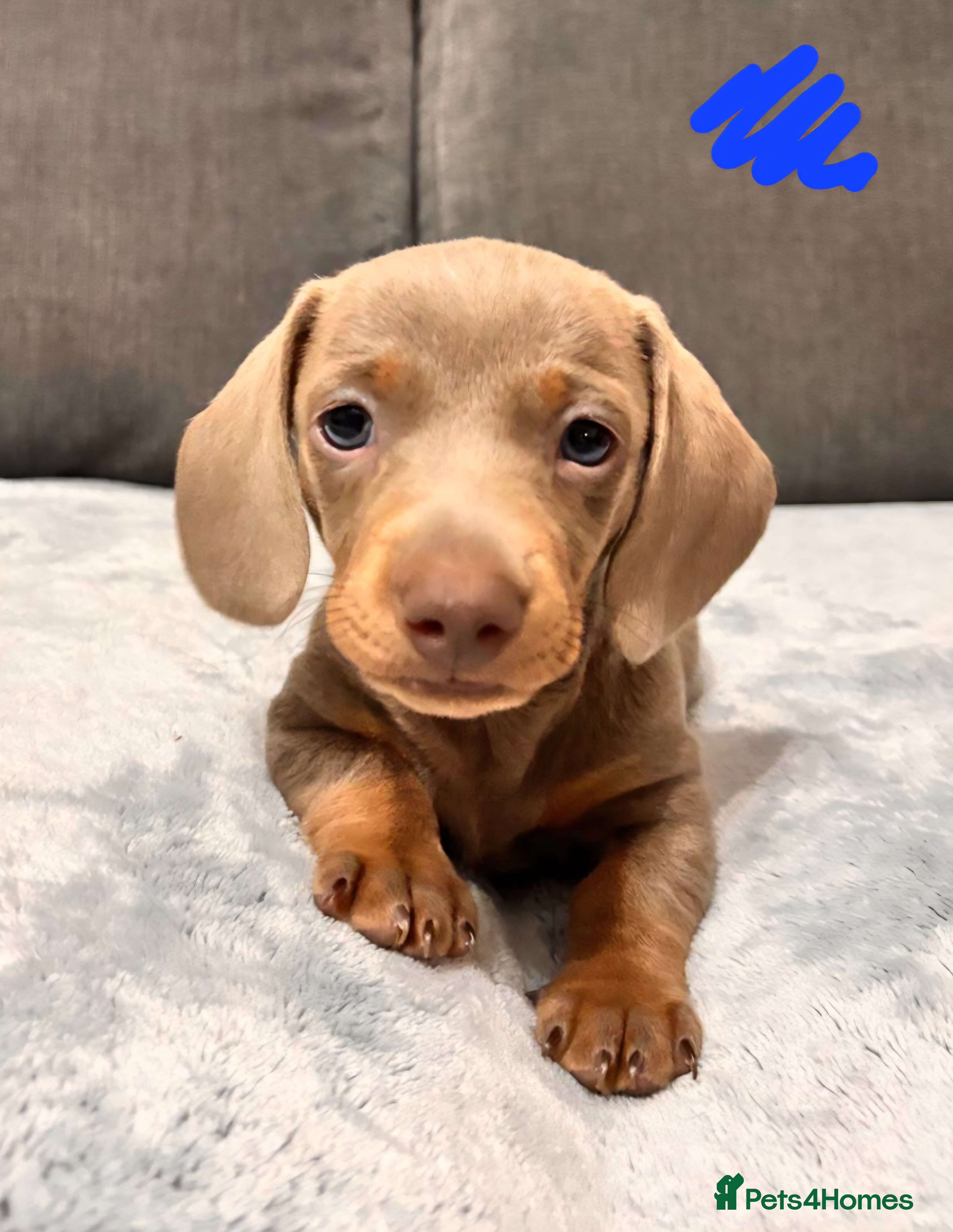 Miniature Dachshund dogs Miniature KC Isabella Dachshunds - READY 25 DEC - Advert 1
