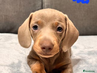 Miniature Dachshund dogs Miniature KC Isabella Dachshunds - READY XMAS - Advert 8