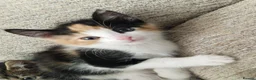 Mixed Breed cats for sale: 6 beautiful kittens ready for new homes - Advert 3