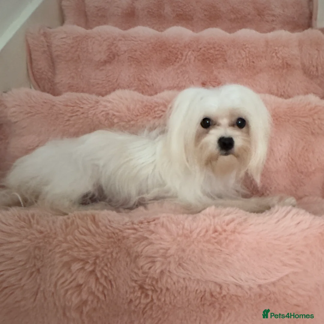 Maltese dogs for sale: Korean Maltese puppy’s available  - Advert 25