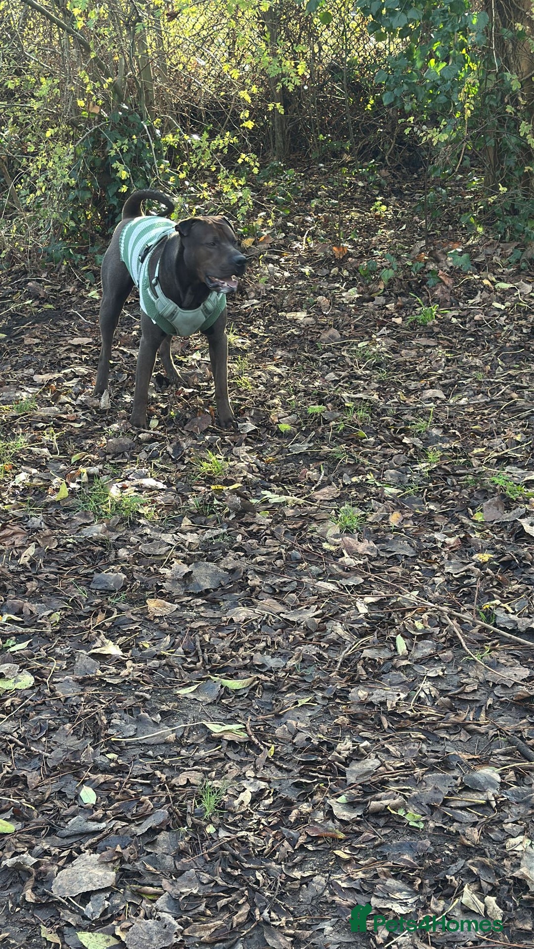 Mixed Breed dogs for stud: 🐾 STUD SERVICE AVAILABLE 🐾  - Advert 6