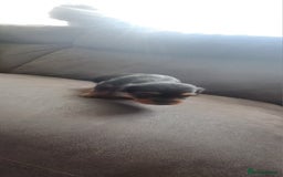 Yorkshire Terrier dogs for sale: 3 beautiful yorkshire terrier puppies  - Image 6