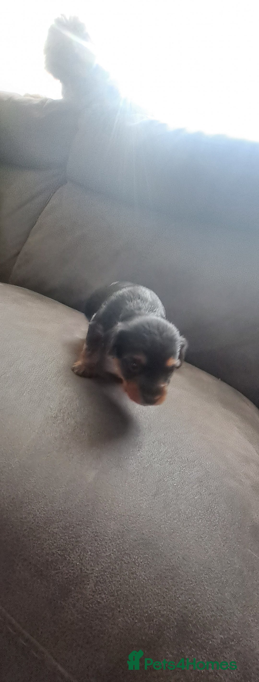 Yorkshire Terrier dogs for sale: 3 beautiful yorkshire terrier puppies  - Image 6