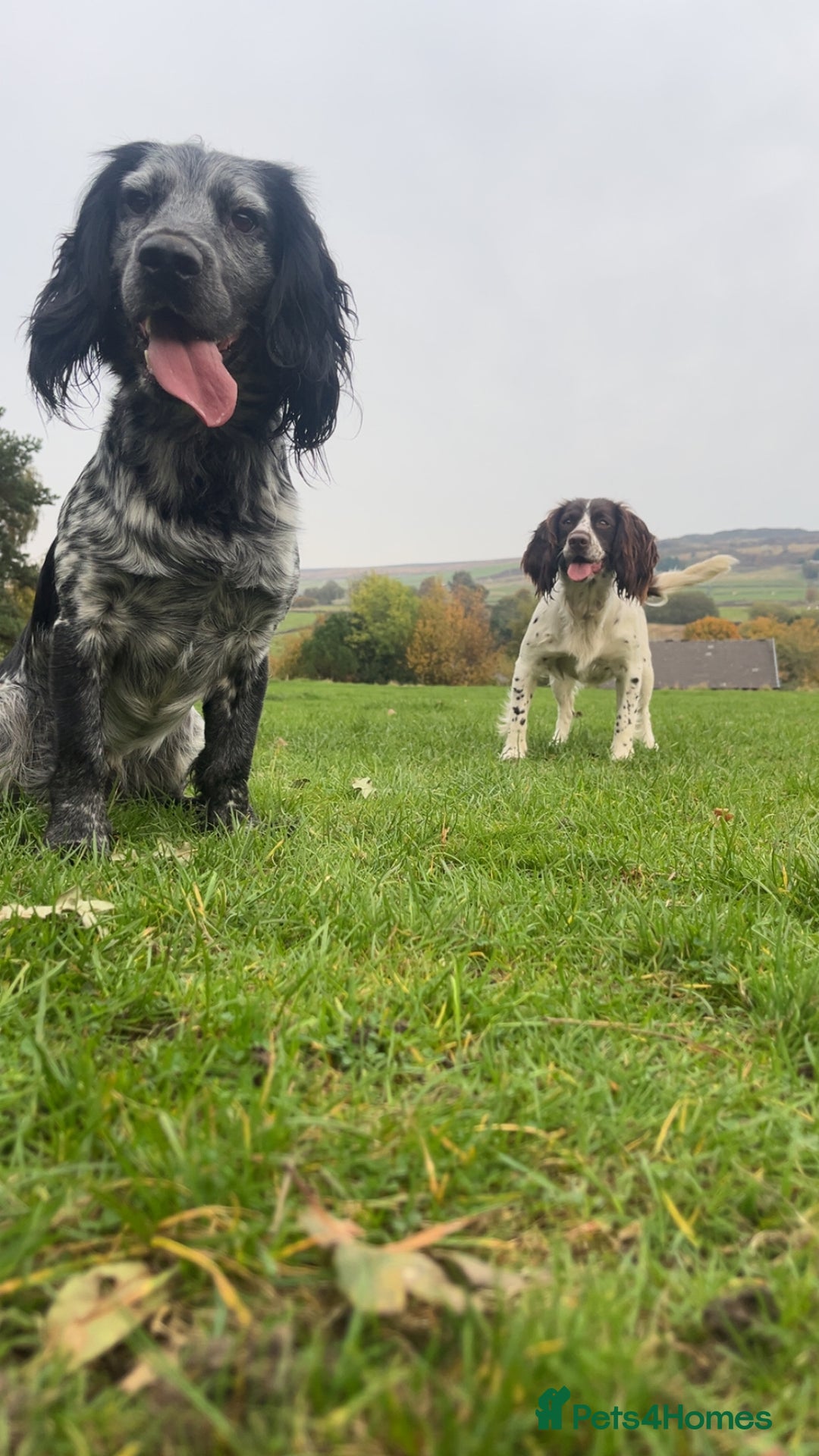 Cocker Spaniel dogs for stud: Stud Stanley  - Advert 3