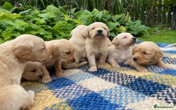 Goldador dogs for sale: Gorgeous Goldador Puppies for Sale - Image 2